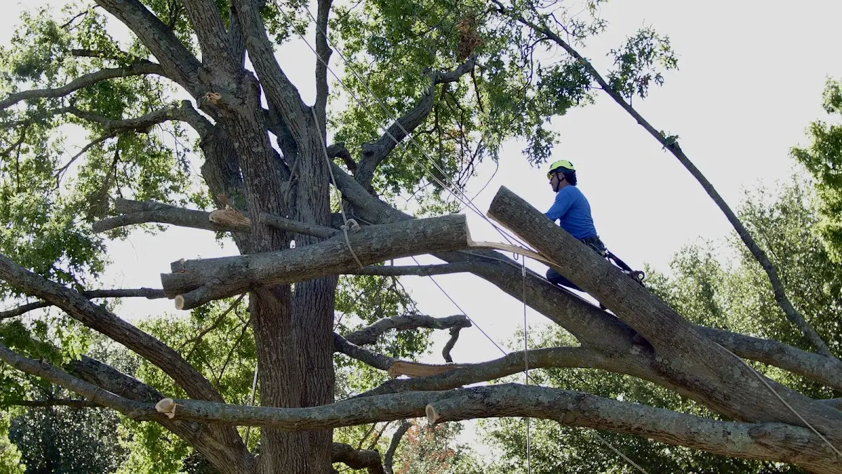 Professional Hazardous Tree Removal performed by certified arborists in Colbert